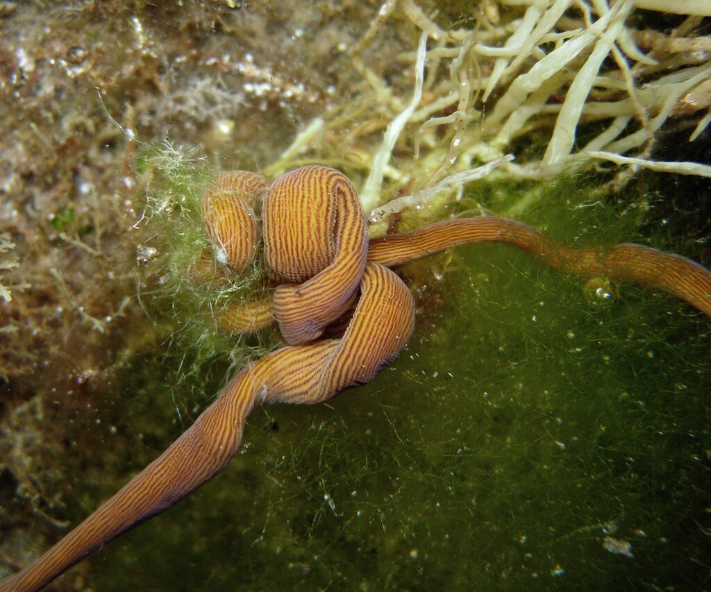 Nemertea, Baseodiscus delineatus species complex, la Réunion