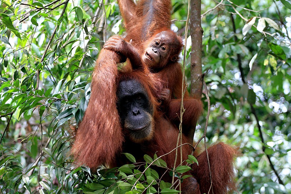 ORANGUTAN SUMATRA