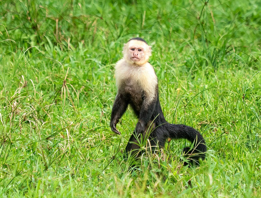 Panamanian white-faced capuchin