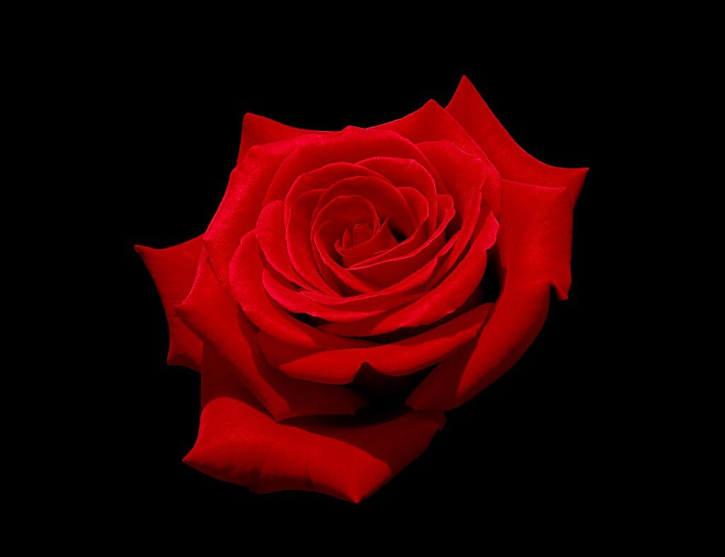 Red rose on black background