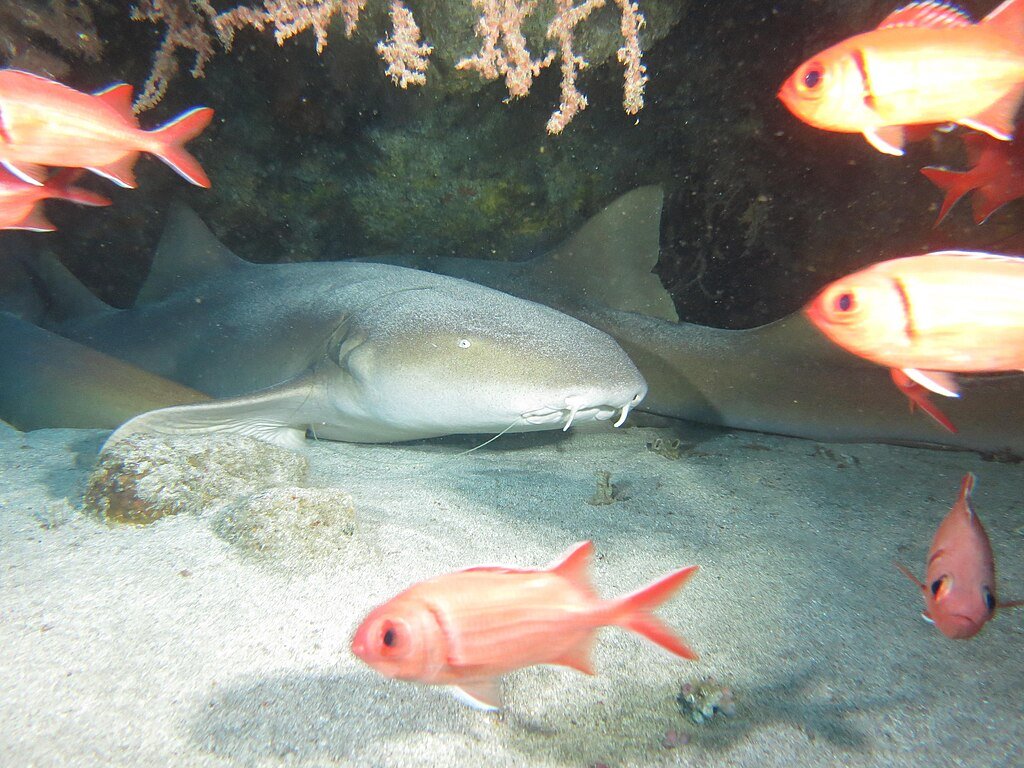 Nurse shark