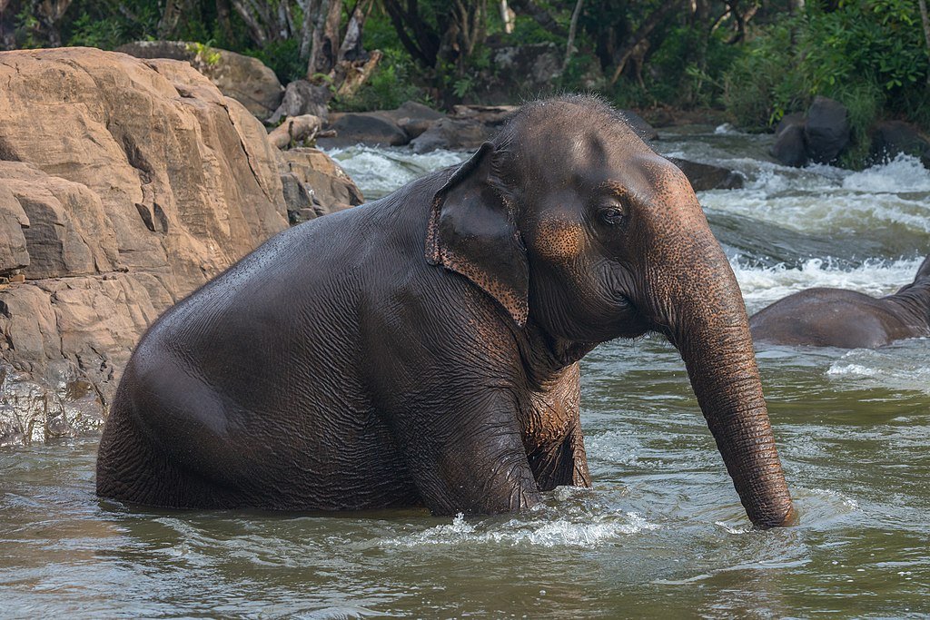 Side view of a sitting Asian elephant bathing in river