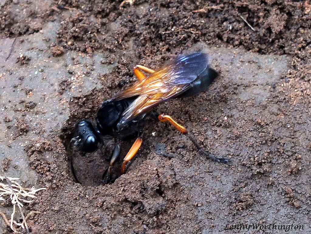 Sphex subtruncatus Dahlbom, 1843 Digger wasp Sphecidae