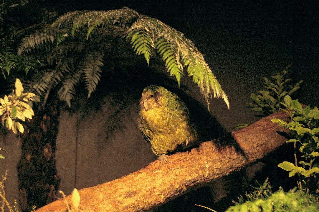 An adult male kakapo, named Sirocco, born in 1997 and hand-raised. On show at Auckland Zoo
