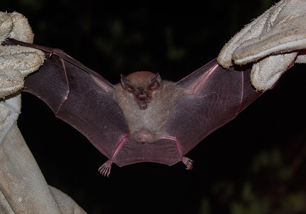 Trachops cirrhosus