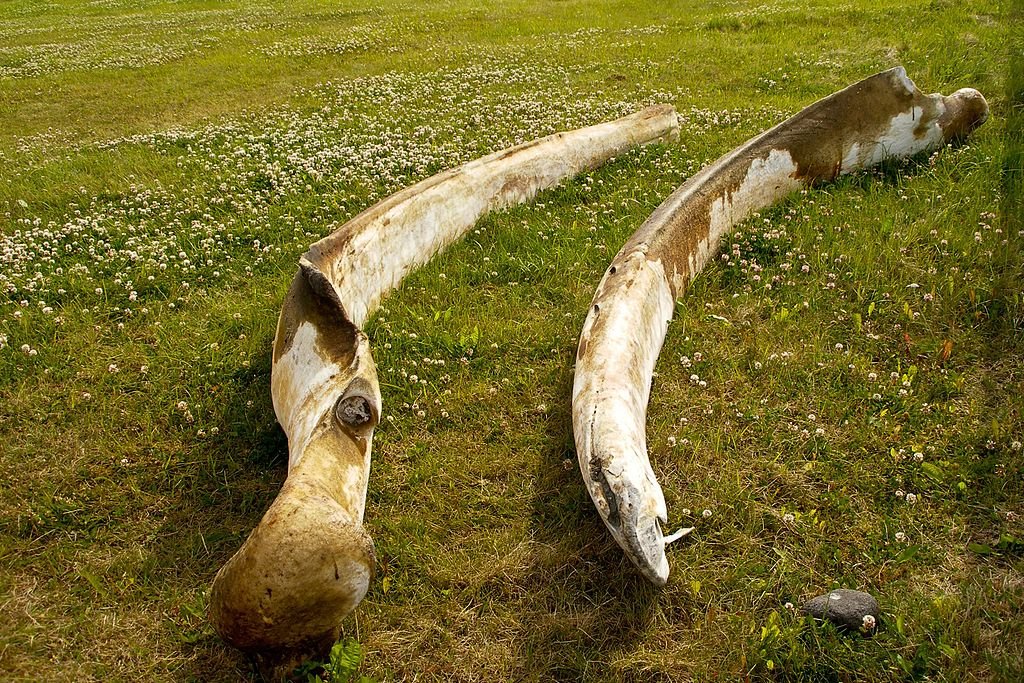 How Did Prehistoric Humans Use Whale Bones Long Before Whaling Existed? Discover the Mystery!