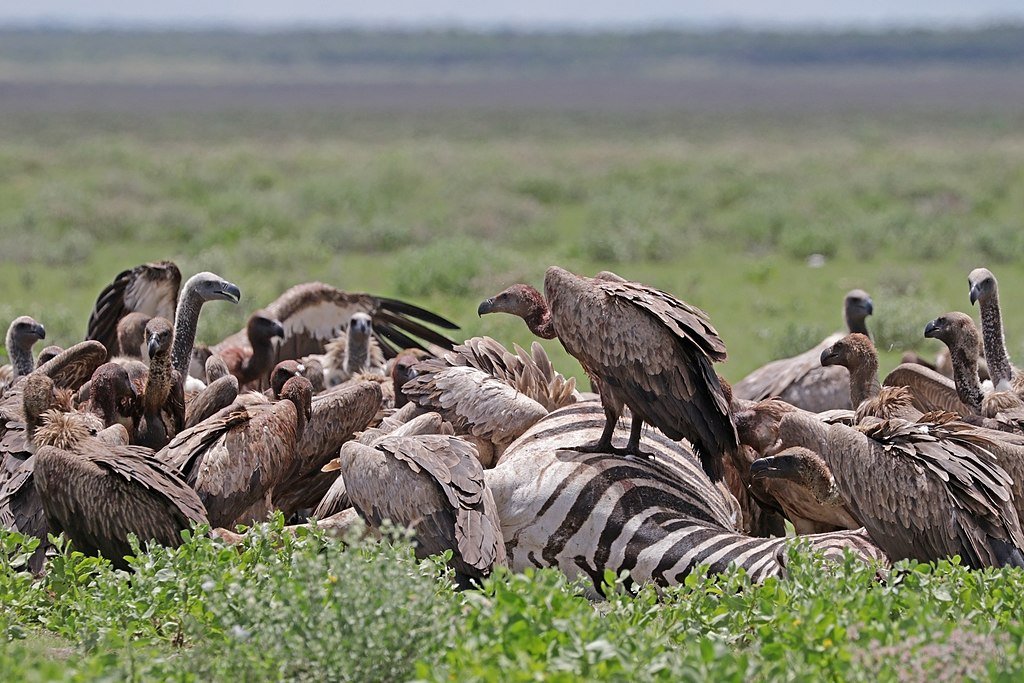 White-backed vultures (Gyps africanus) on burchell's zebra (Equus quagga burchellii) carcass, Etosha national Park, Namibia