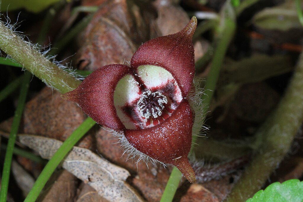 Wild Ginger - Asarum canadense, Leesylvania State Park, Woodbridge, Virginia