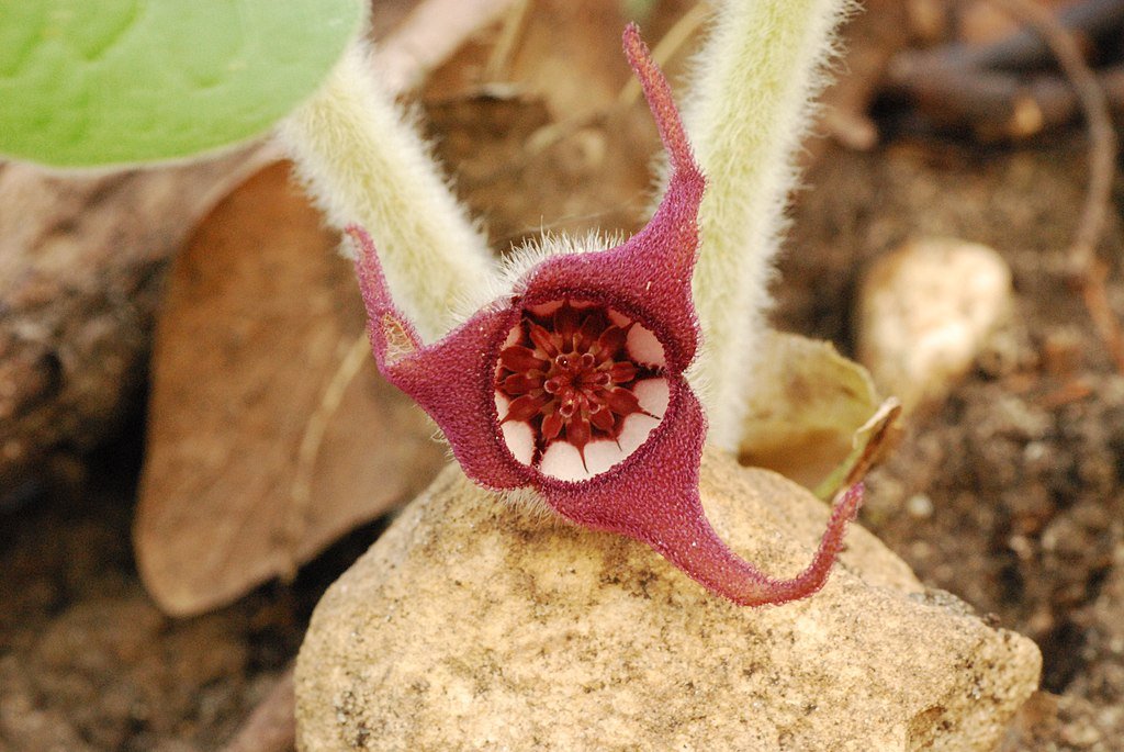 Wild Ginger (Asarum canadense)