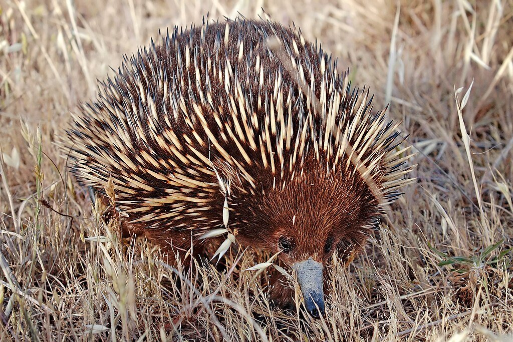 A wild short-beaked echidna walking on dried grasses