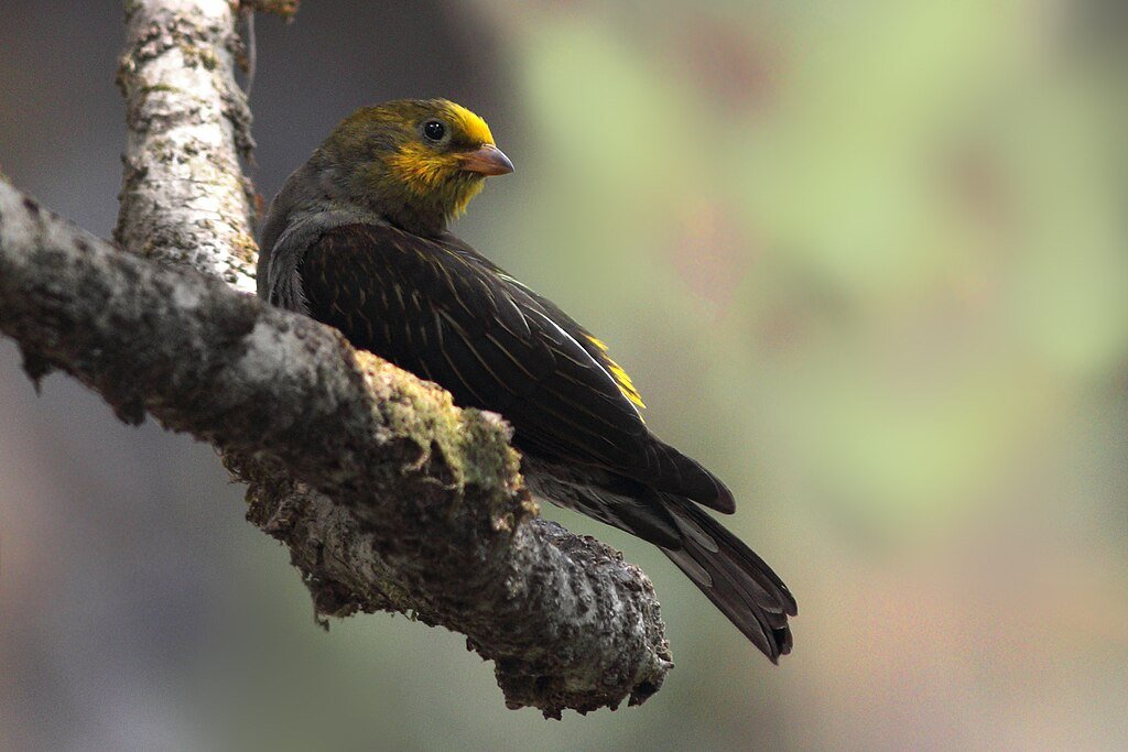 Yellow-rumped Honeyguide Pabyuk-Naitam Sikkim