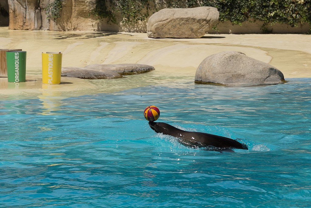 Zalophus californianus (California sea lion)the sea lion show in the ZooParc de Beauval in Saint-Aignan-sur-Cher, France