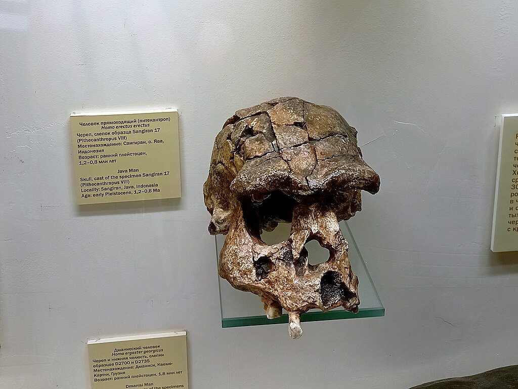 Экспонаты палеонтологического музея имени Ю.А. Орлова РАН.
