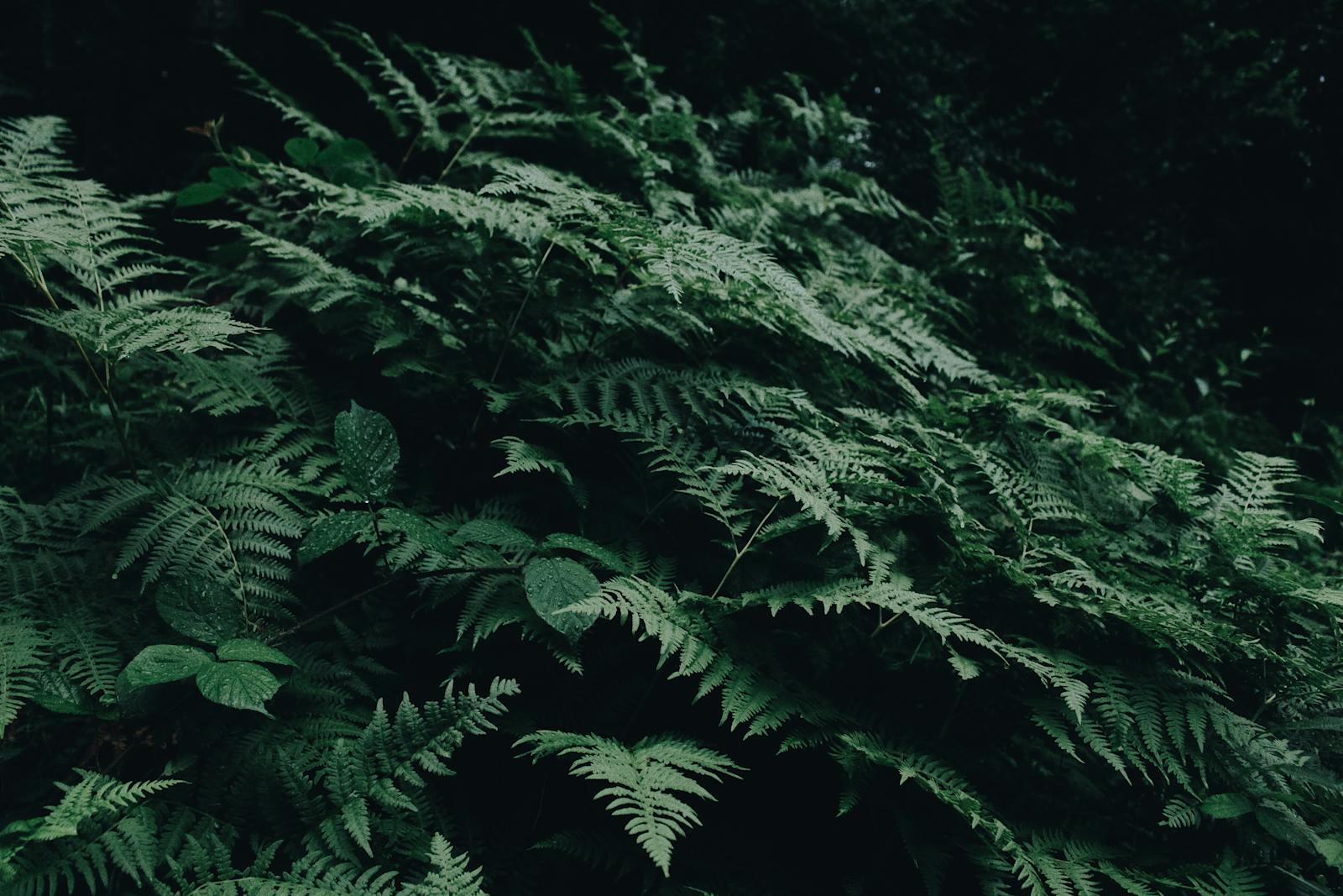 The Fern That Refuses to Die: Resurrecting With Just a Drop of Water