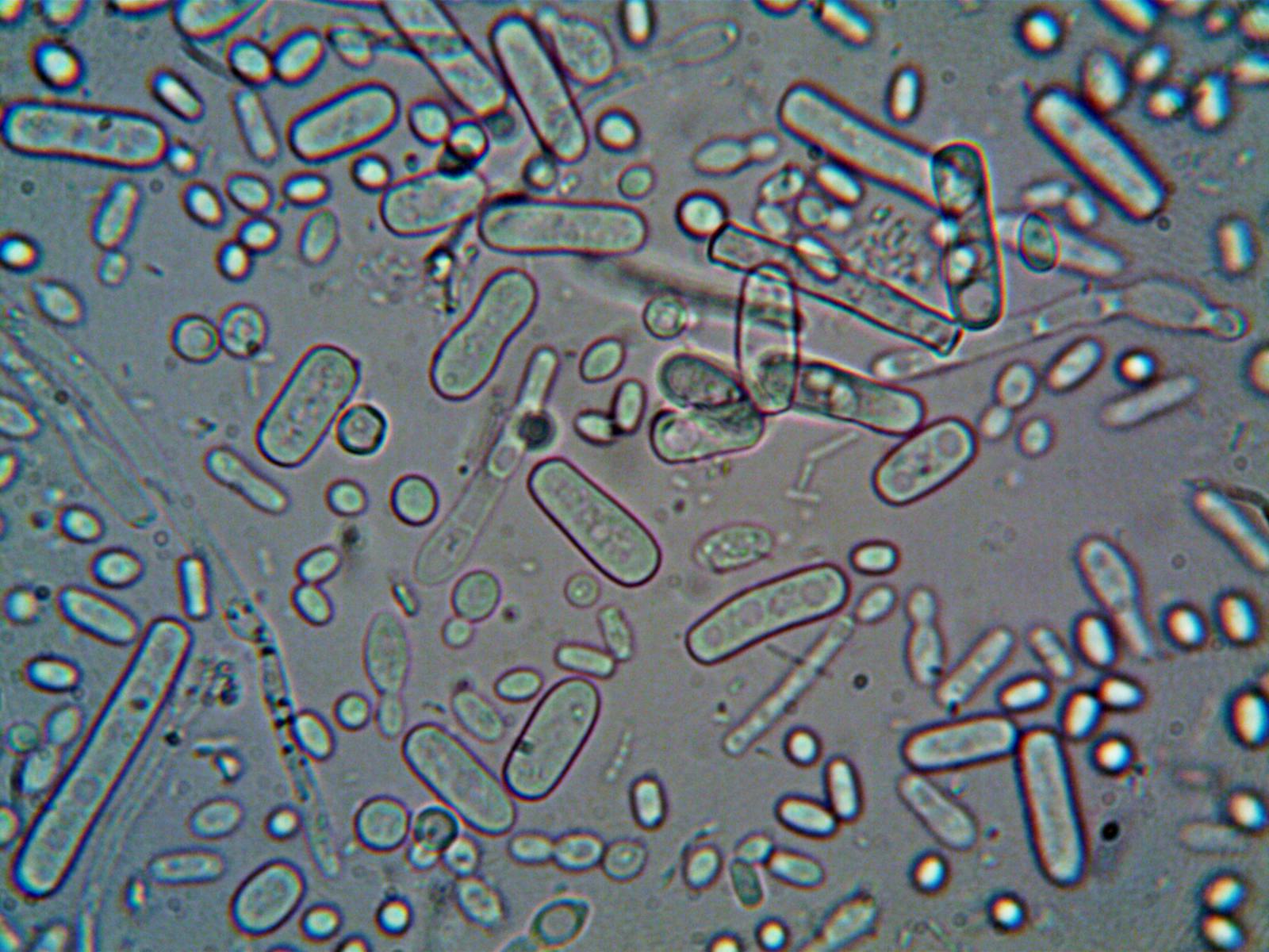 This Microbe Creates Electricity — And It’s Being Used to Power Sensors