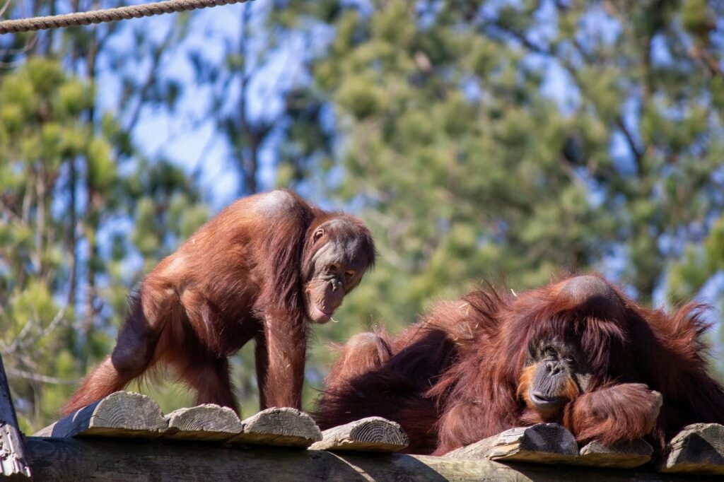 Two orangutans enjoying the outdoors on a sunny day, showcasing natural behaviors.