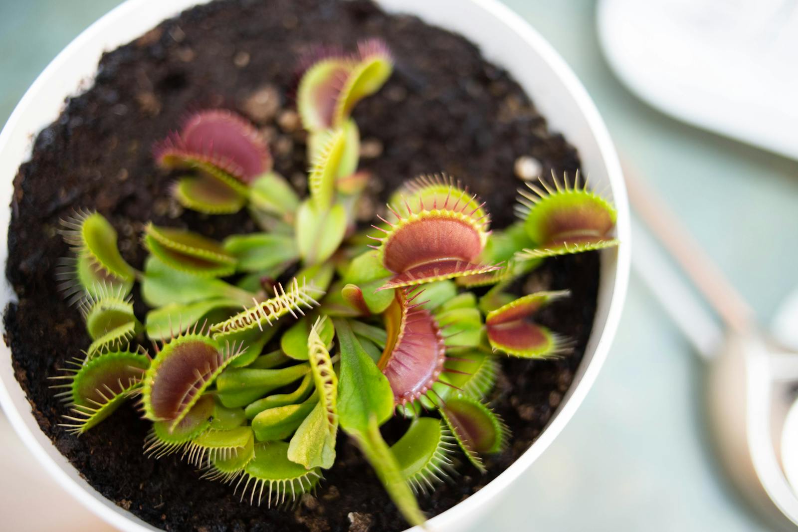 The Venus Flytrap Can Count to Five (Kind Of)