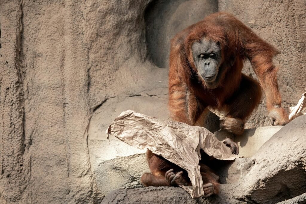 An orangutan interacts with paper on a rocky surface at Leipzig Zoo.