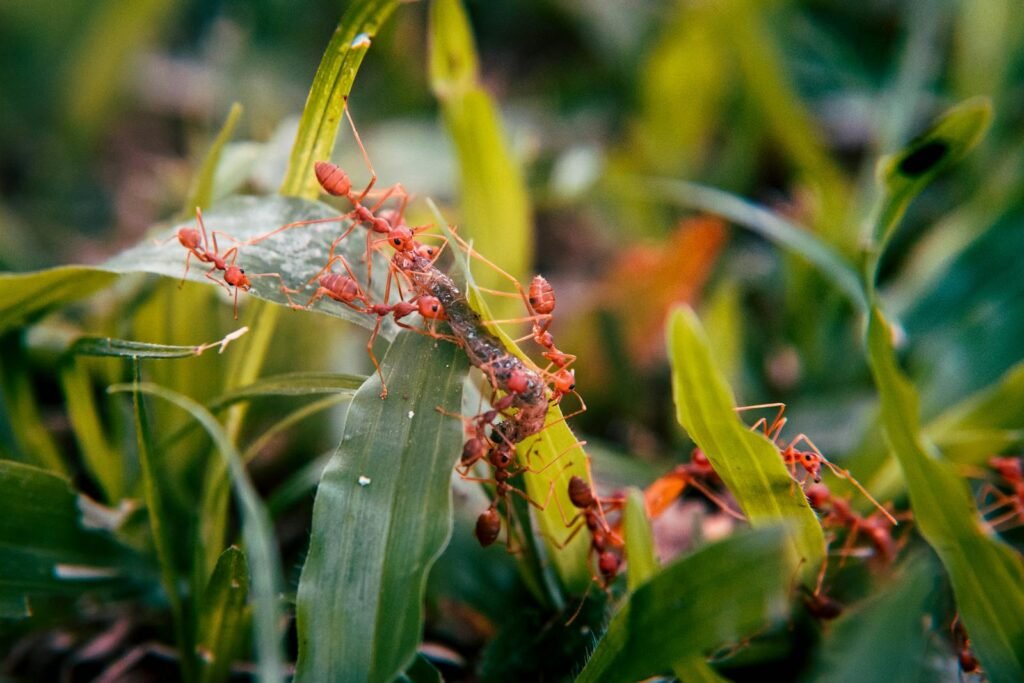 A detailed view of ants working on leaves, showcasing nature's wildlife activity.