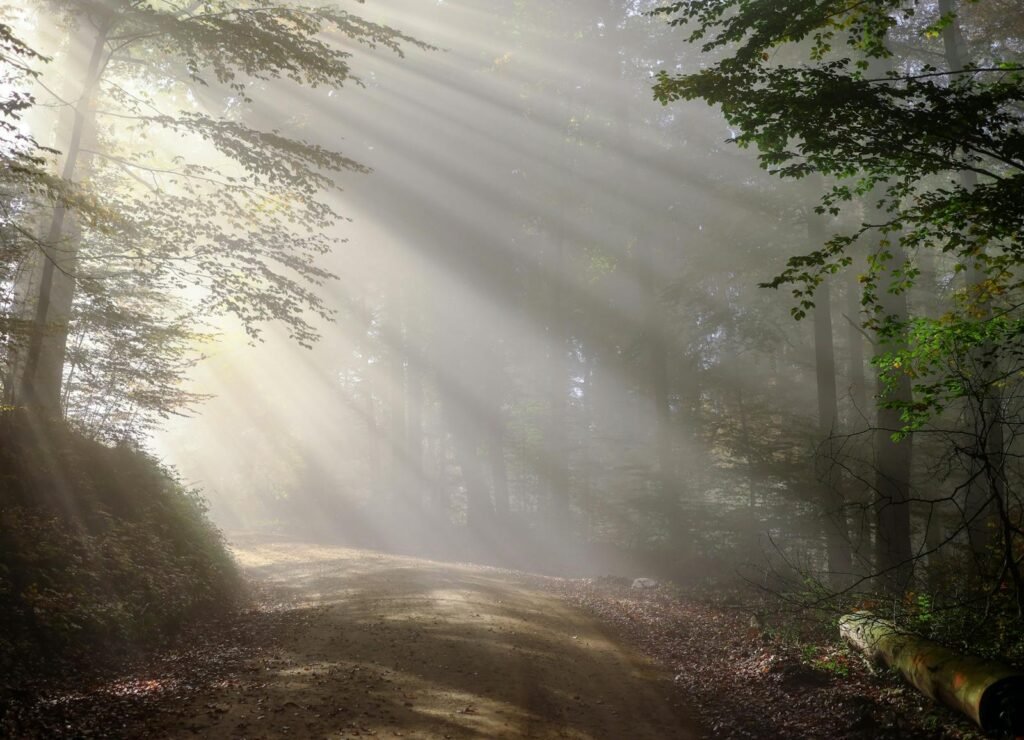 Black Forest with sunrays creating a serene atmosphere in Freiburg, Germany.