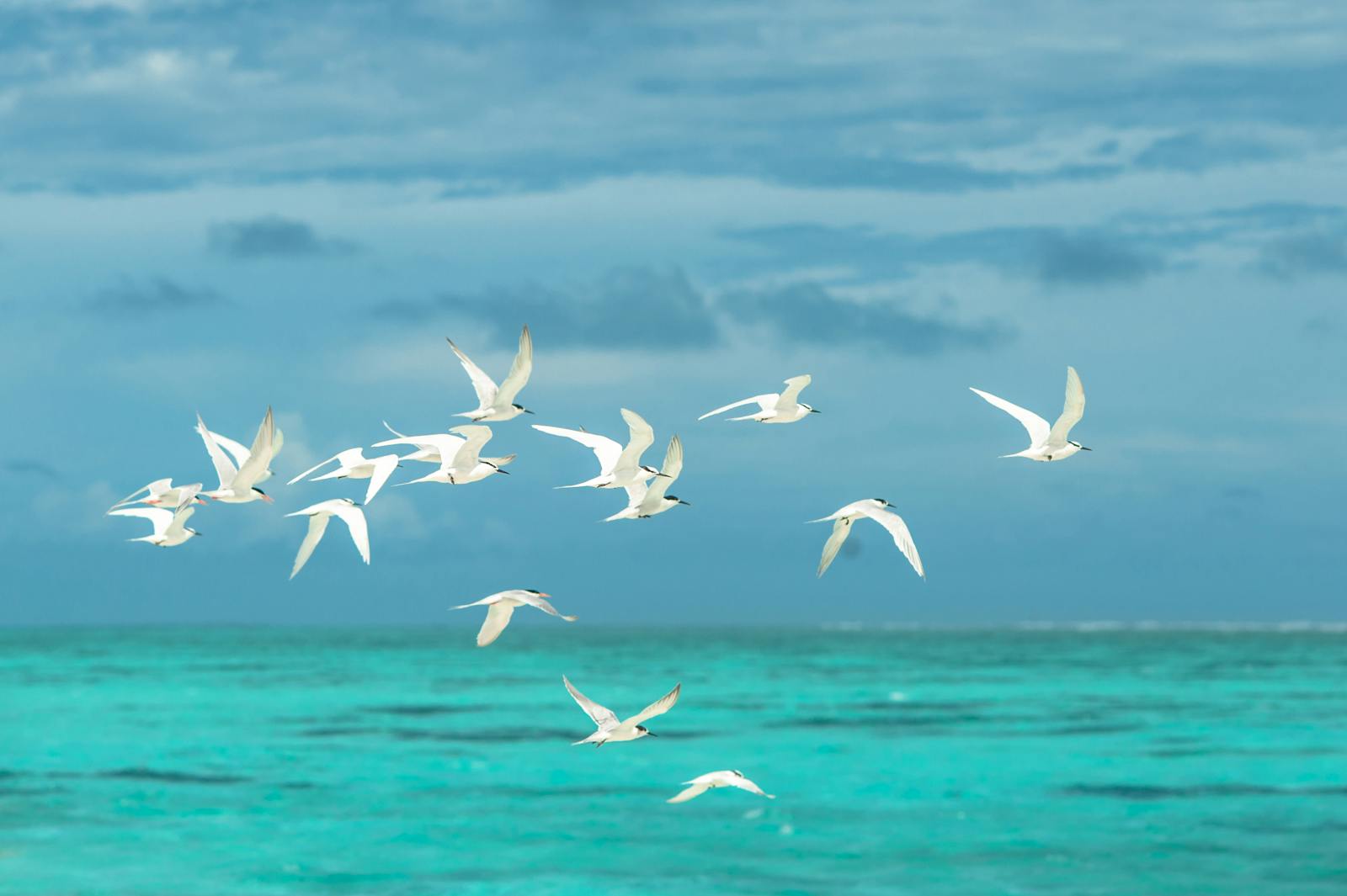 The U.K. Once Tried to Train Seagulls for Coastal Surveillance