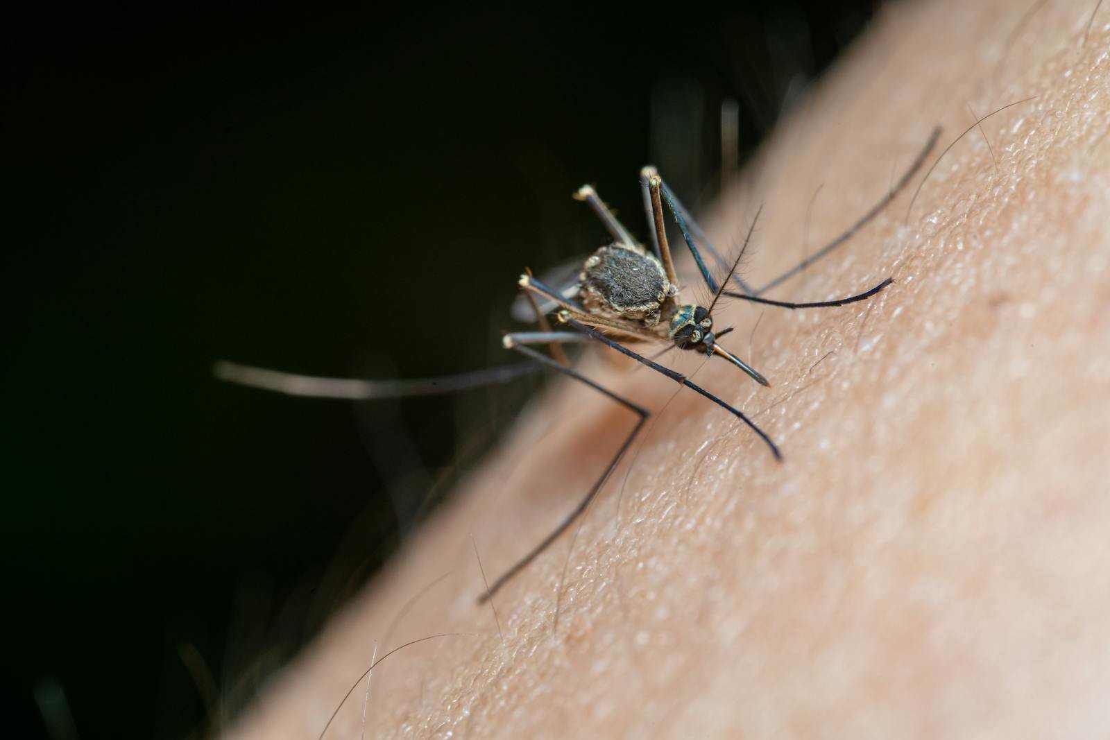 Is the UK Ready for Tropical Diseases? West Nile Virus Discovery Raises Concerns