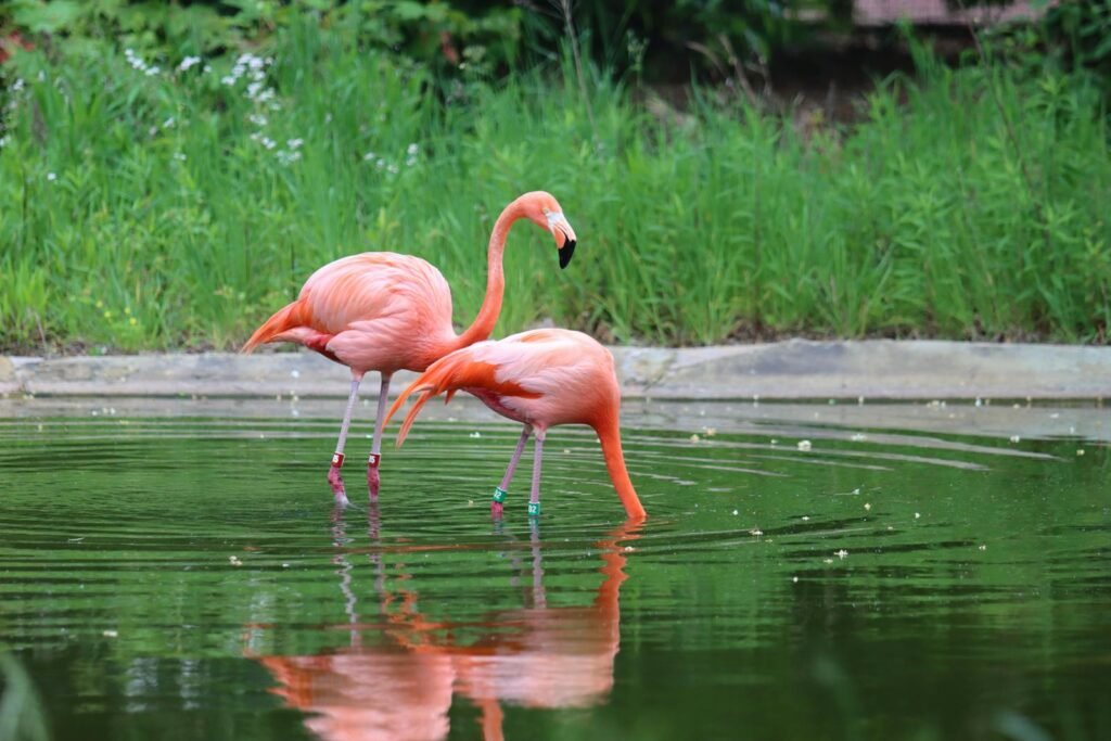 Beautiful flamingos wading and reflecting on a calm pond surrounded by lush greenery.