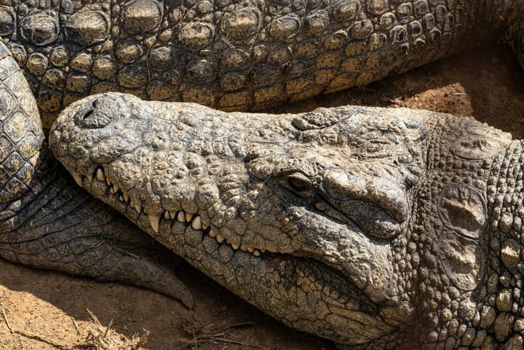 Detailed close-up of a saltwater crocodile resting in Durban, South Africa.