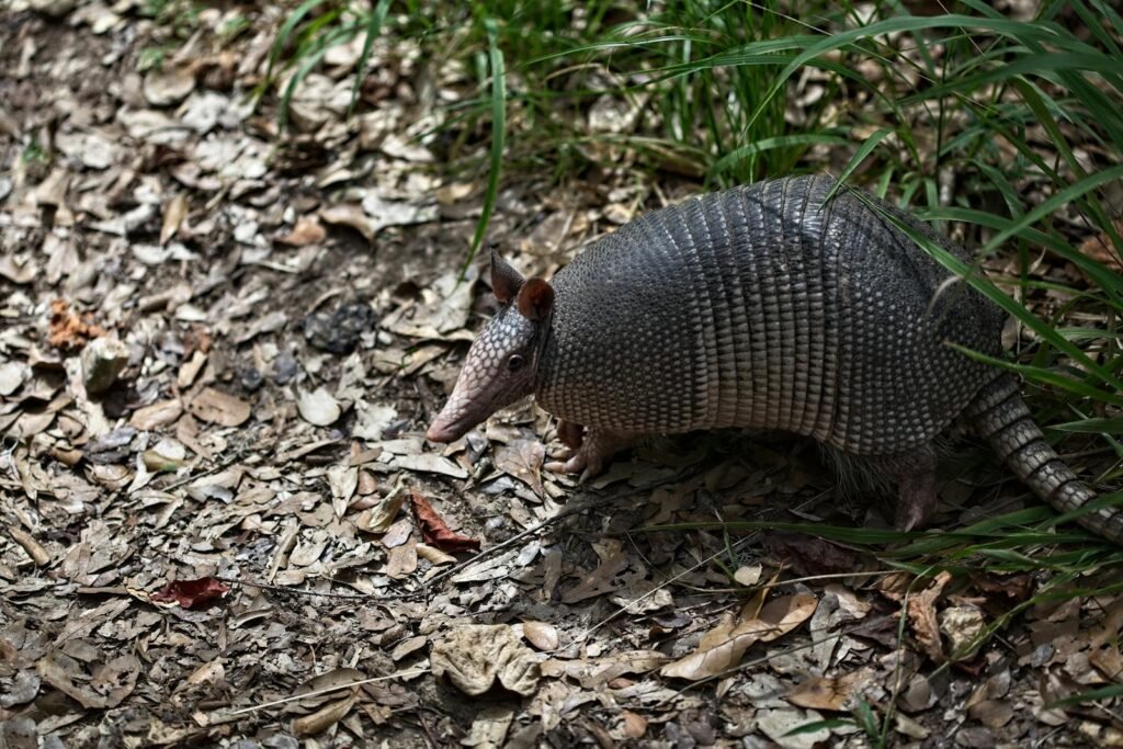 An armadillo forages