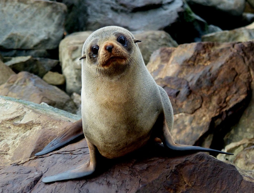 Fur seal