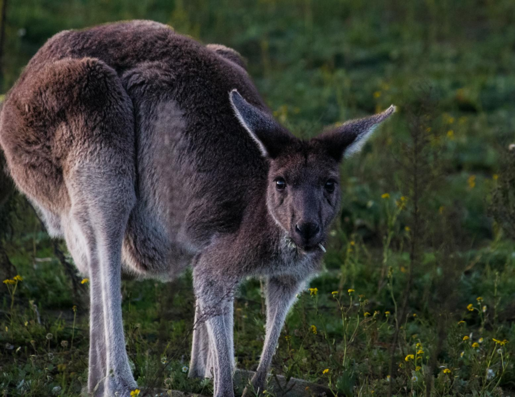 Kangaroo grazing in a grassy field, showcasing wildlife in Australia.