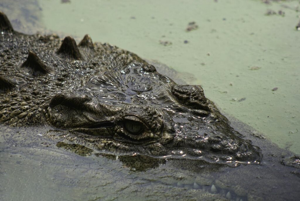 Close-up of a crocodile partially submerged in the wetlands of Lima, Peru. Captured in detail.