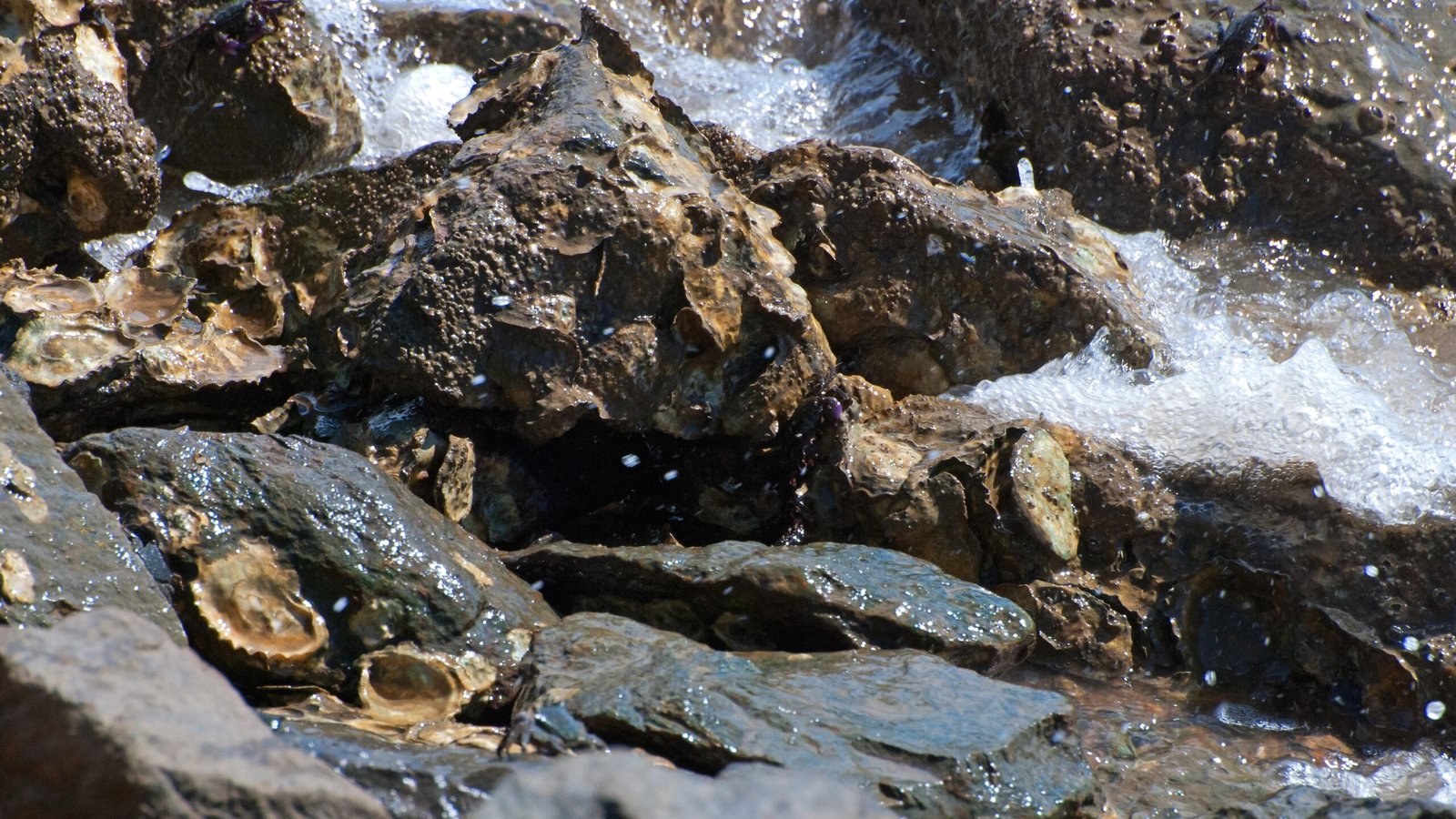 Demark’s Oyster Hunt Turns Foodies into Citizen Scientists