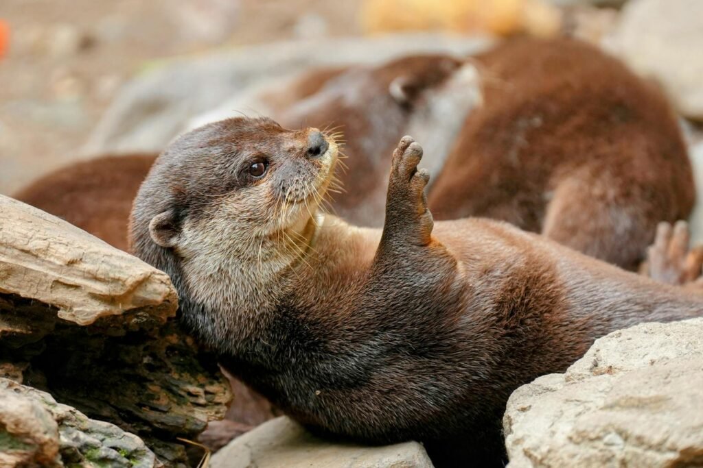 A cute otter lying on its back among rocks, capturing a playful moment in the wild.