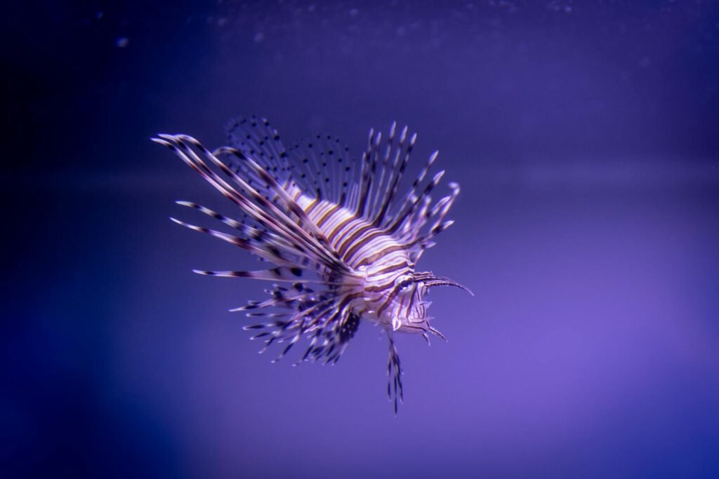 A captivating lionfish swimming gracefully, showcasing its striking stripes and fins under the sea.