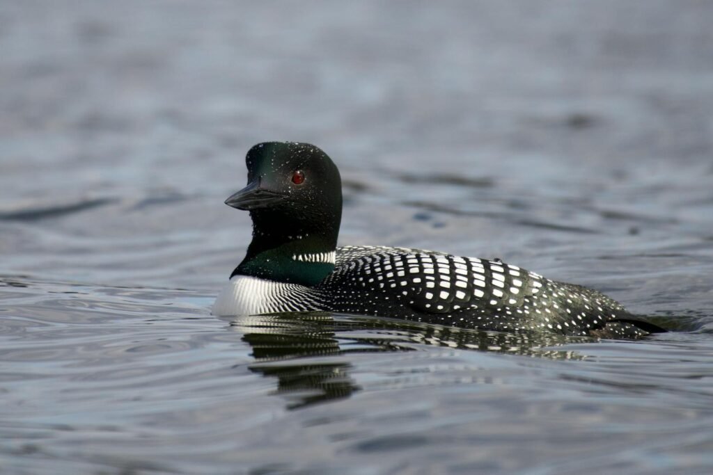 A serene close-up of a common loon swimming on a calm lake. Ideal for nature and wildlife themes.