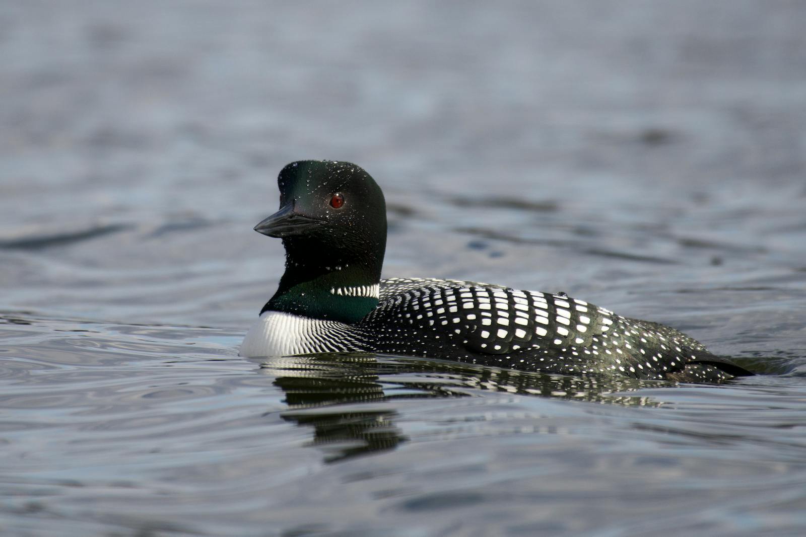 A serene close-up of a common loon swimming on a calm lake. Ideal for nature and wildlife themes.