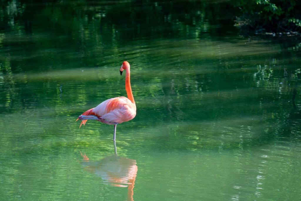 A solitary flamingo gracefully standing in calm green waters, surrounded by nature.