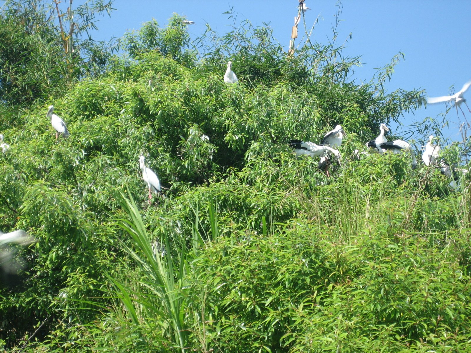 A Call to Listen: The Future of Birds in a Noisy World (image credits: wikimedia)