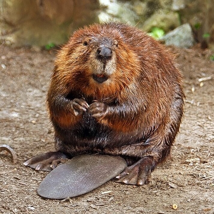 The Ingenious Purpose Behind Beaver Dams (image credits: wikimedia)
