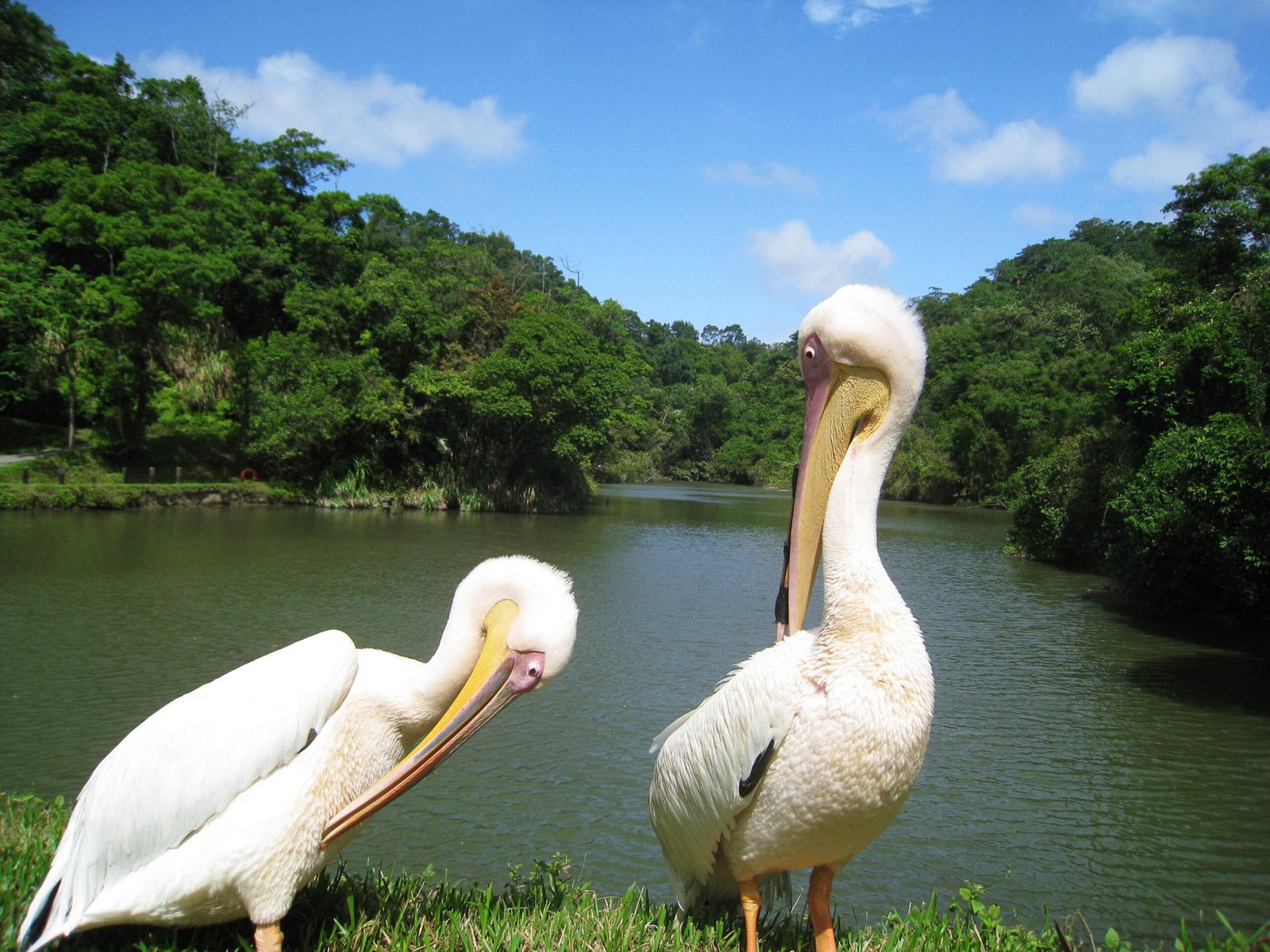 Woodland Park Zoo: Urban Sustainability Pioneer (image credits: wikimedia)