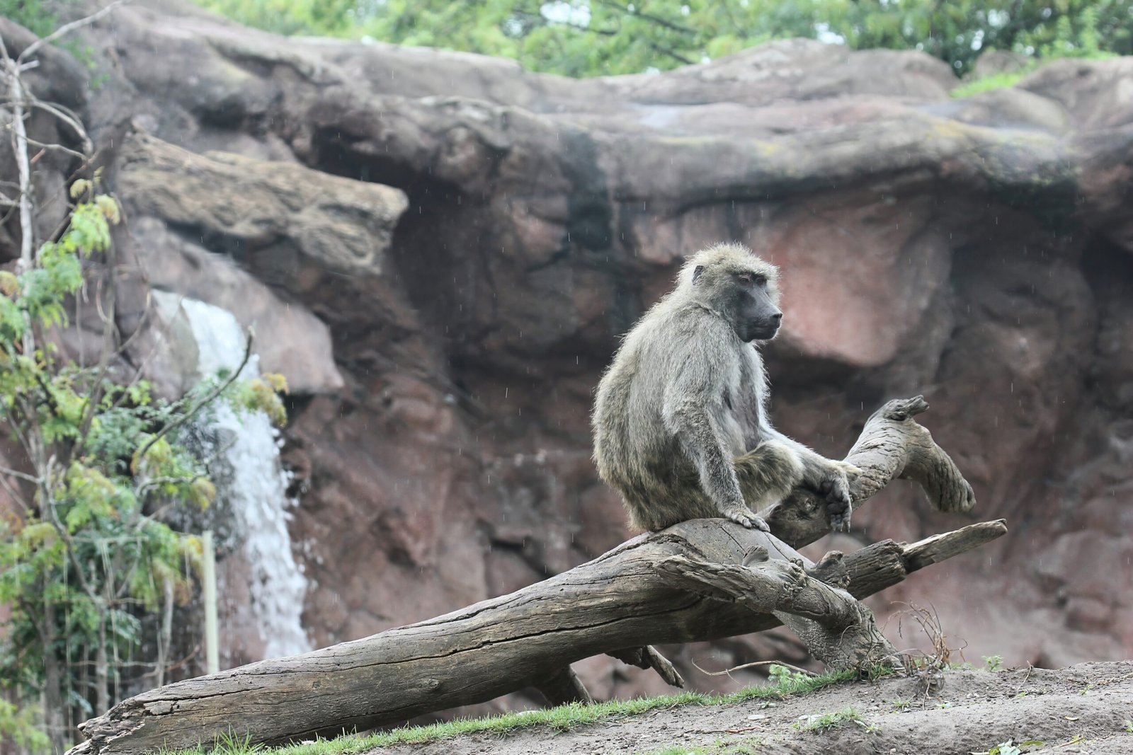 Toronto Zoo: Greening the Great North (image credits: wikimedia)