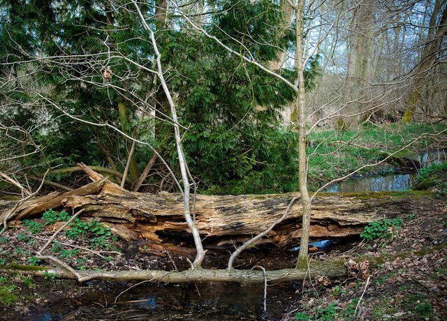The Forest Today: A Living Mystery (image credits: wikimedia)