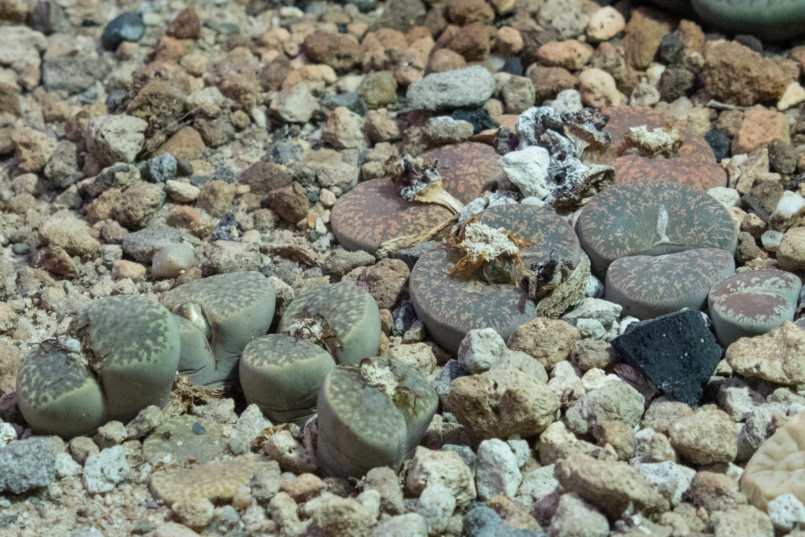 The Harsh Homes of Lithops (image credits: wikimedia)