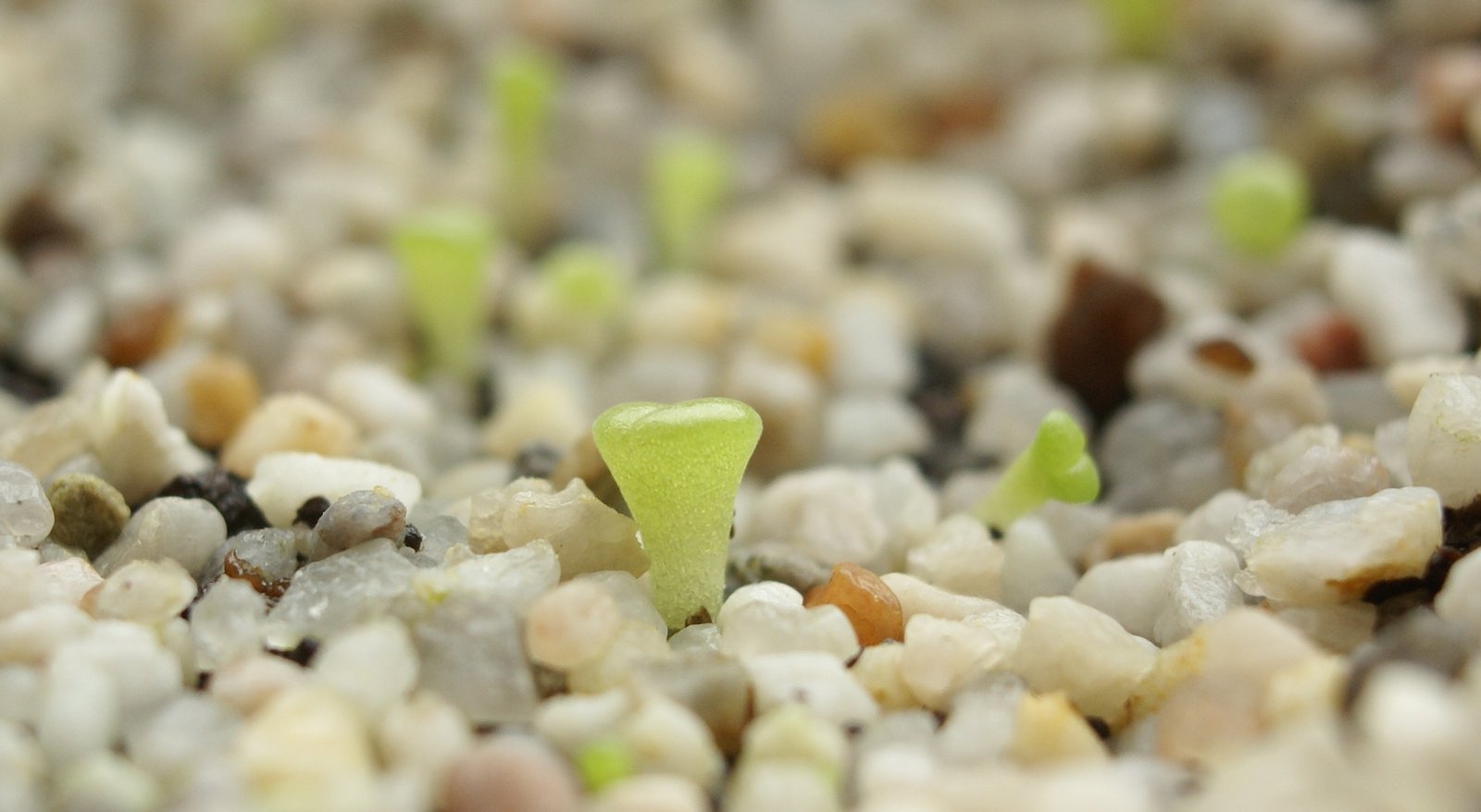 Survival Tactics in a Parched World (image credits: wikimedia)