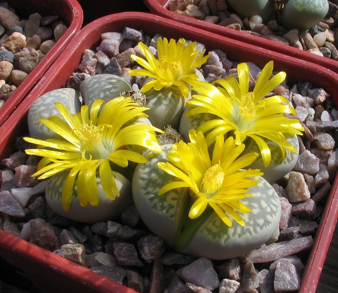 Pollination: The Hidden Drama (image credits: wikimedia)