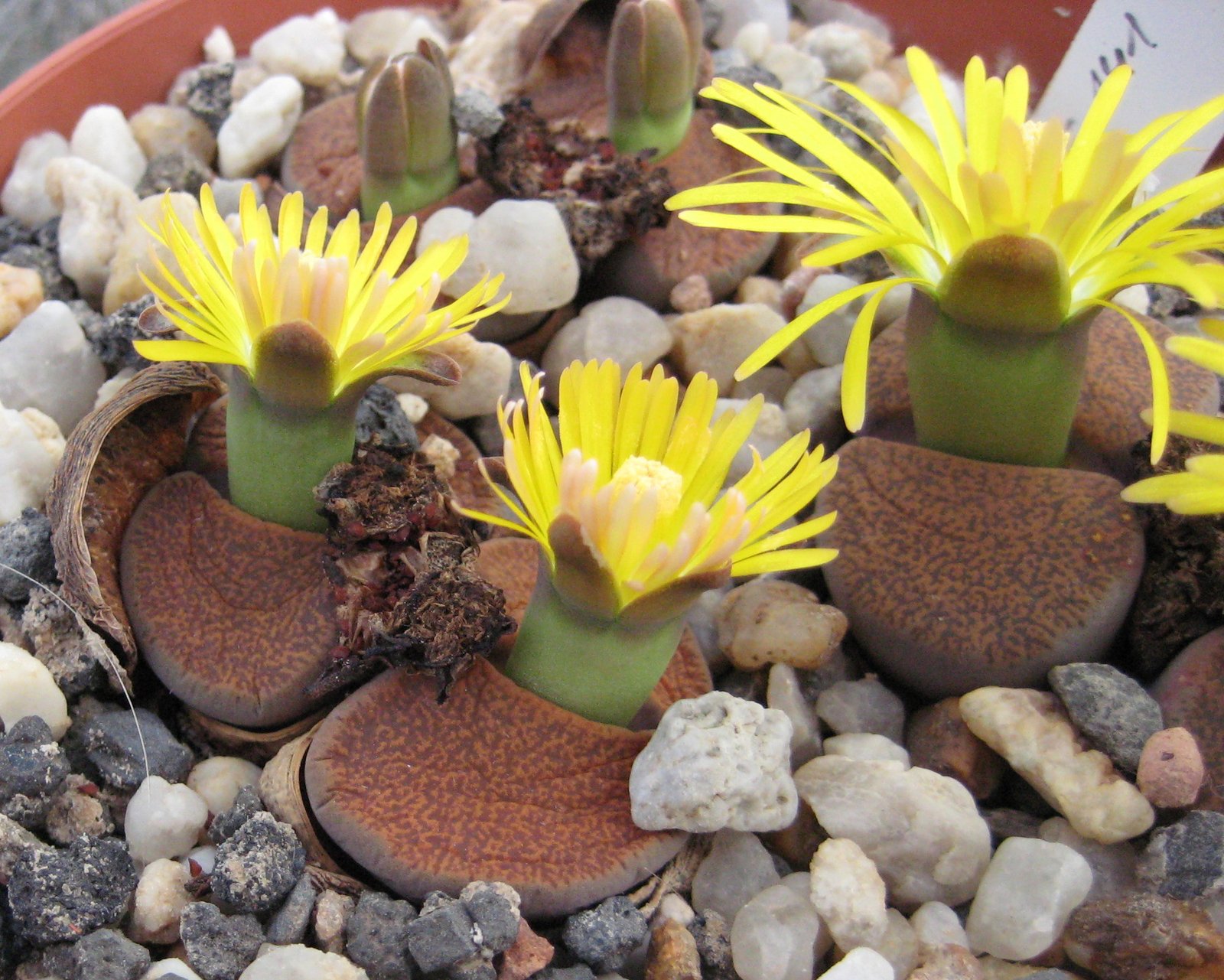 The Fascination for Plant Collectors (image credits: wikimedia)