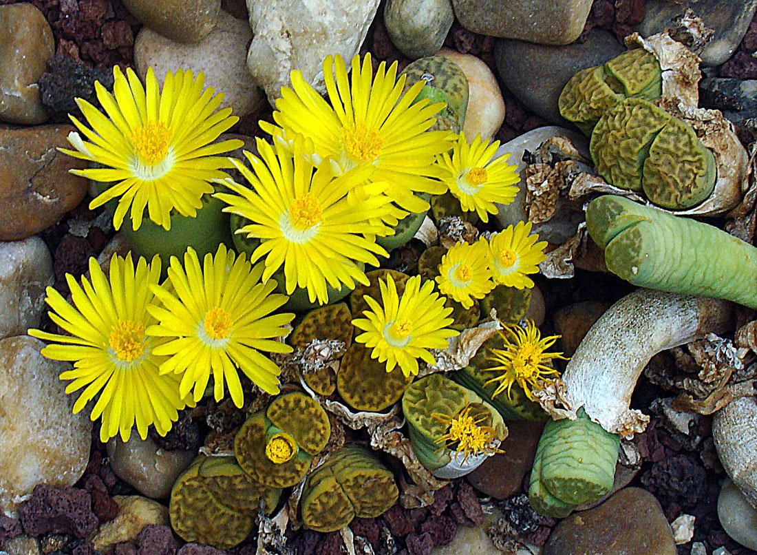 Growing Lithops at Home: A Test of Patience (image credits: wikimedia)