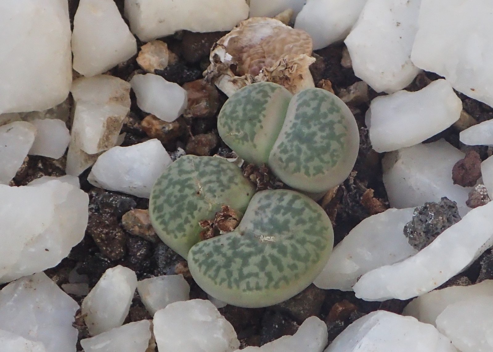 The Lasting Mystery of Living Stones (image credits: wikimedia)