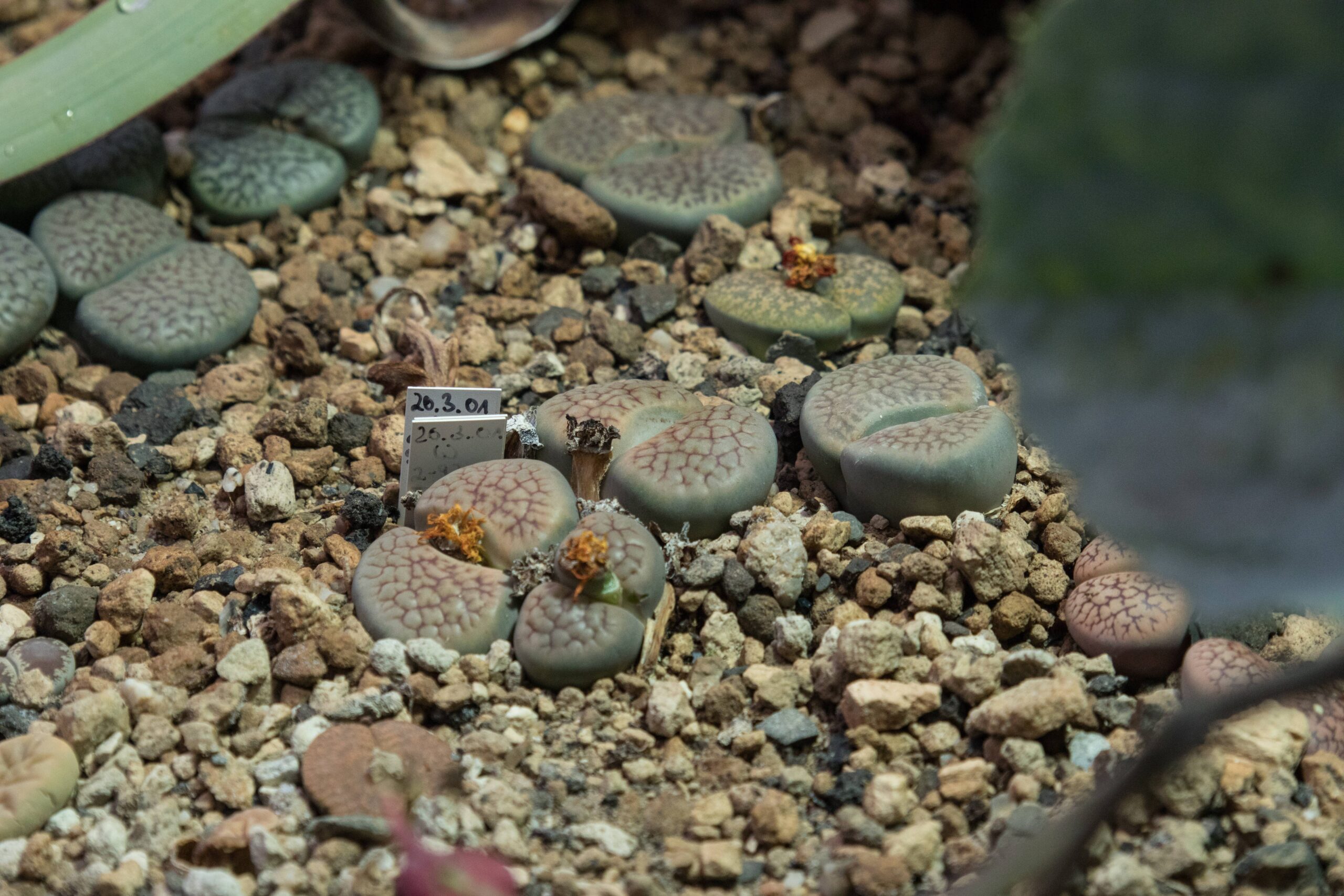 The Plant That Mimics Rocks to Avoid Being Eaten (Lithops)